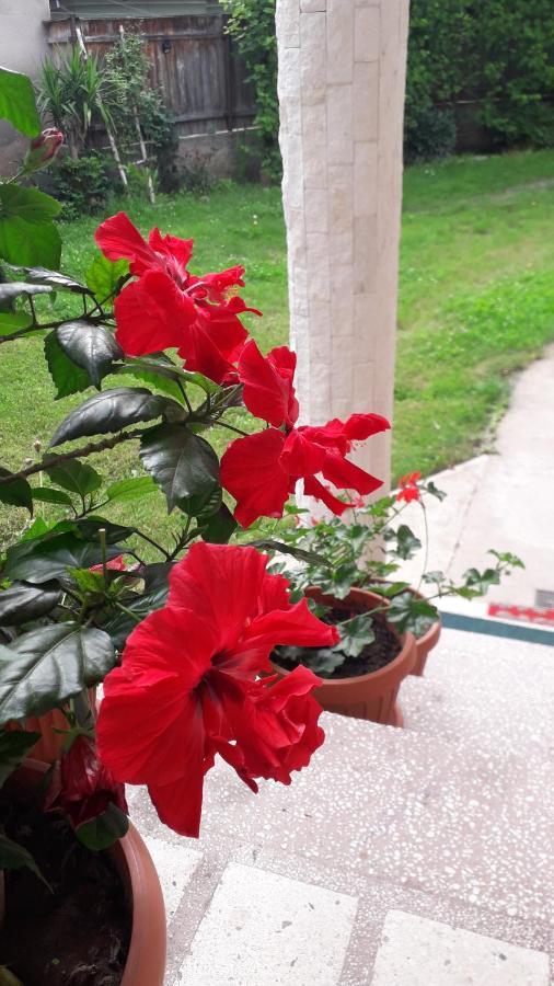 Pensiunea Shalom Sîncraiu Exteriér fotografie