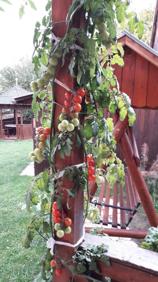 Pensiunea Shalom Sîncraiu Exteriér fotografie